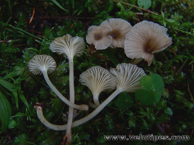 Gerronema xanthophyllum