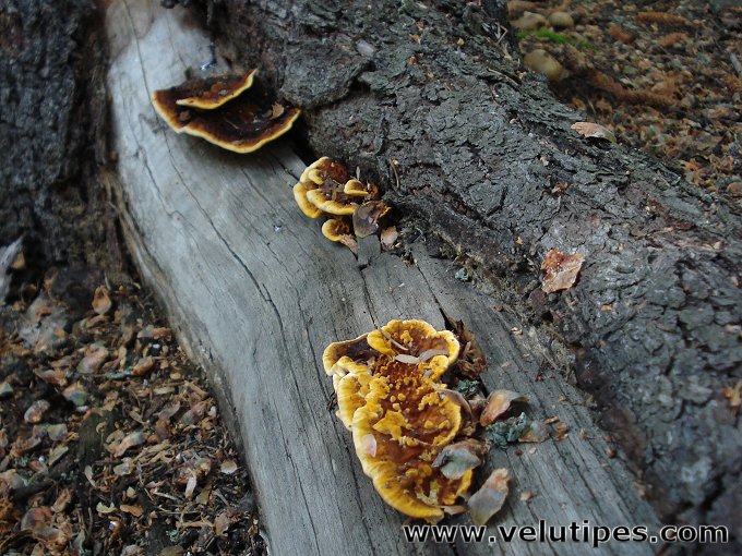 Gloeophyllum sepiarium