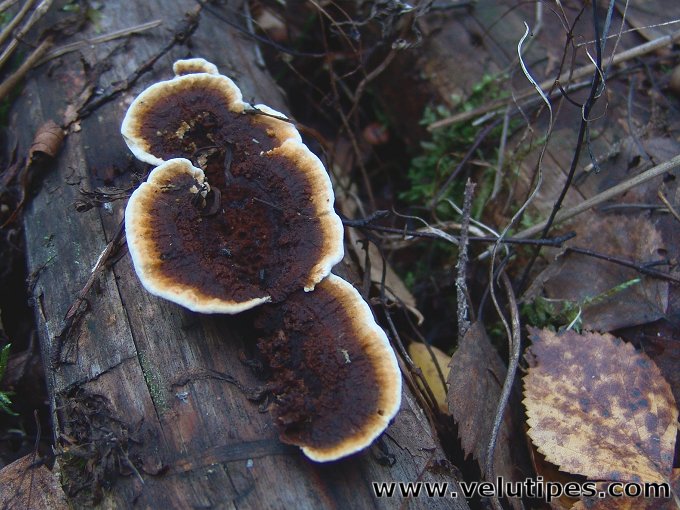 Gloeophyllum sepiarium