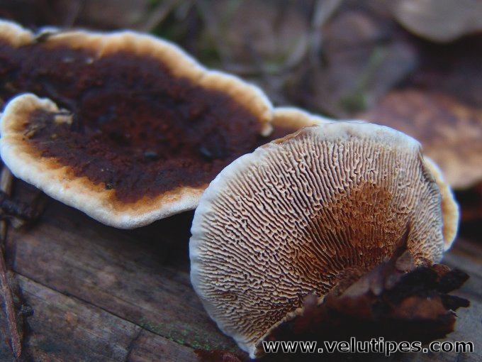 Gloeophyllum sepiarium