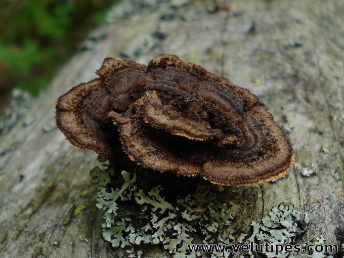 Gloeophyllum sepiarium