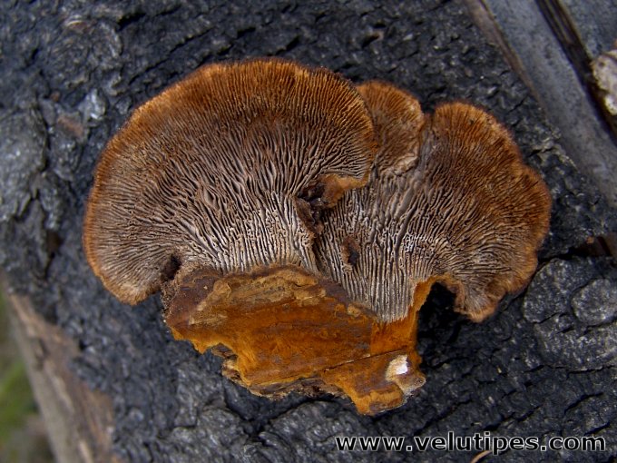 Gloeophyllum sepiarium