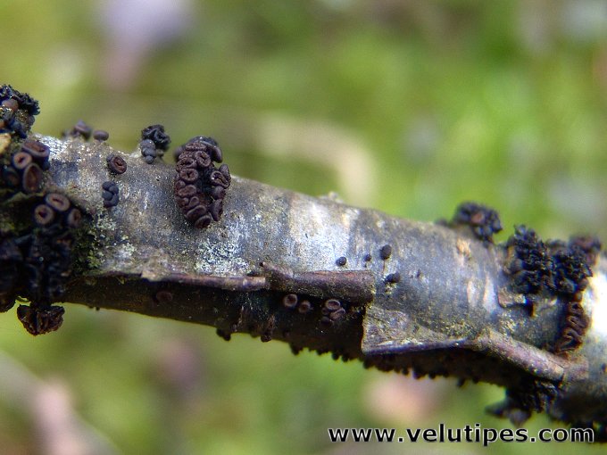 Godronia ribis