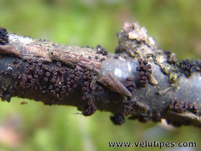 Godronia ribis