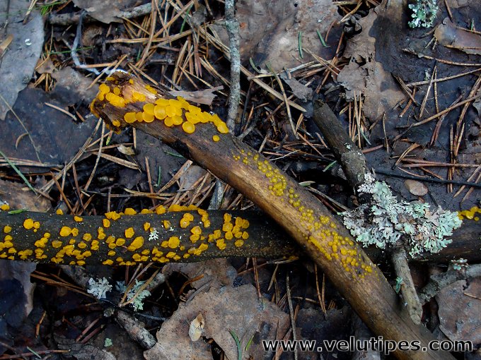 Guepiniopsis alpina