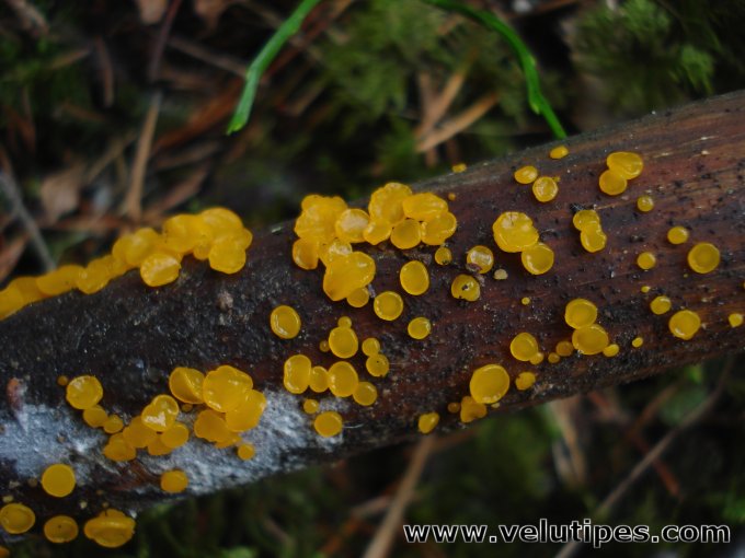 Guepiniopsis alpina