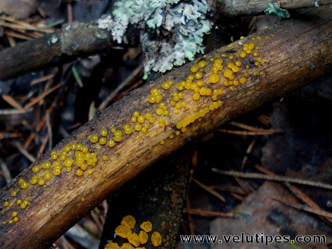 Guepiniopsis alpina