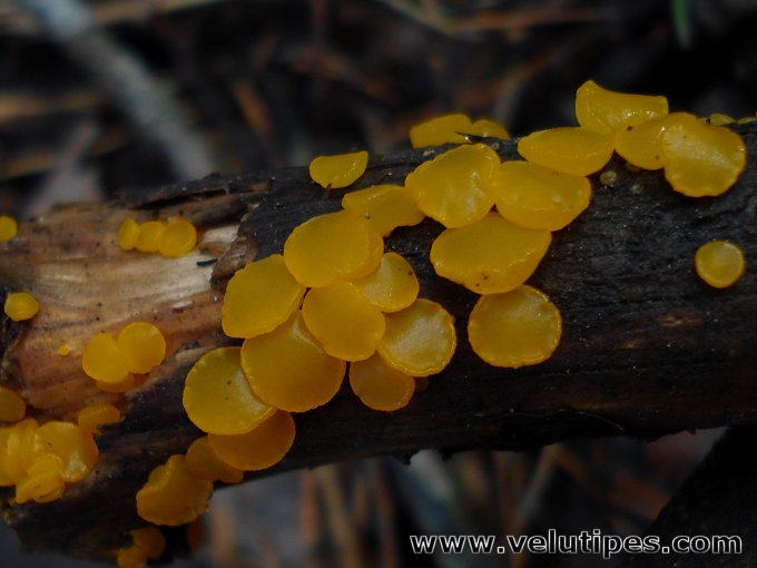 Guepiniopsis alpina