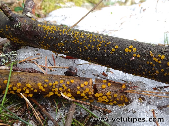 Guepiniopsis alpina