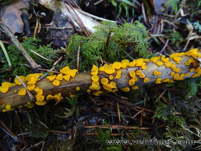Guepiniopsis alpina