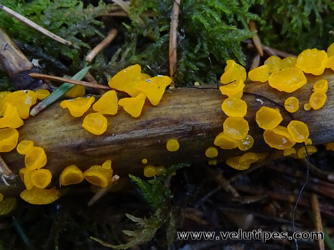 Guepiniopsis alpina