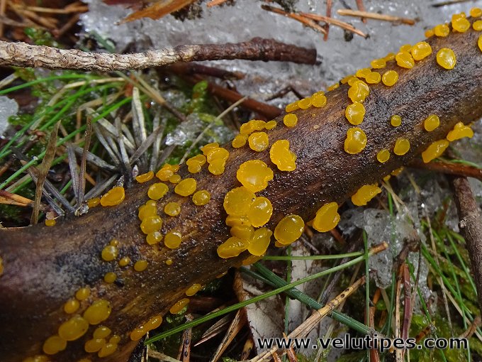 Guepiniopsis alpina