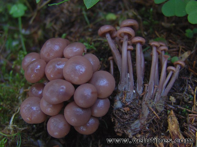 Gymnopus acervatus