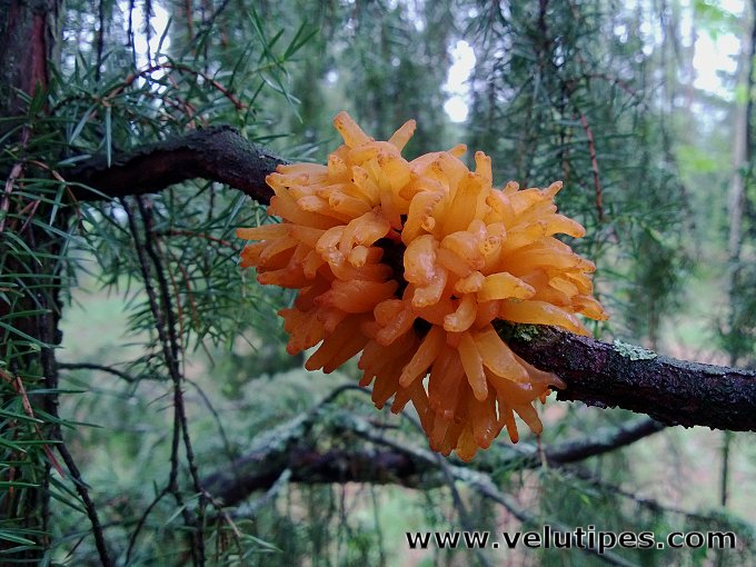 Gymnosporangium clavariiforme