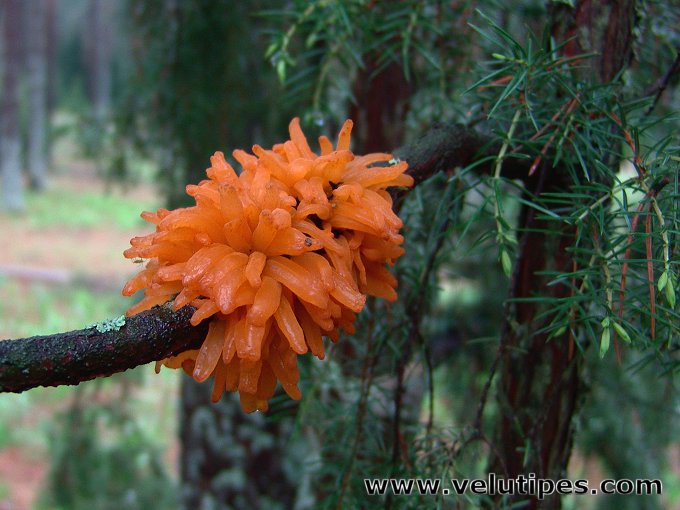 Gymnosporangium clavariiforme