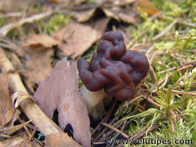Gyromitra esculenta