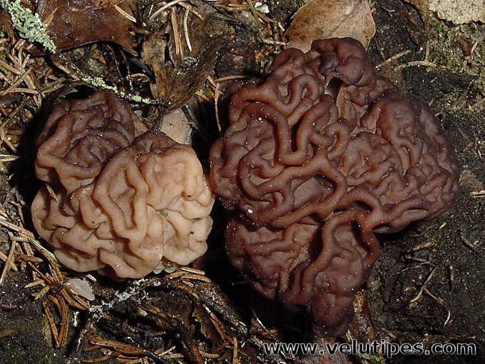 Gyromitra esculenta
