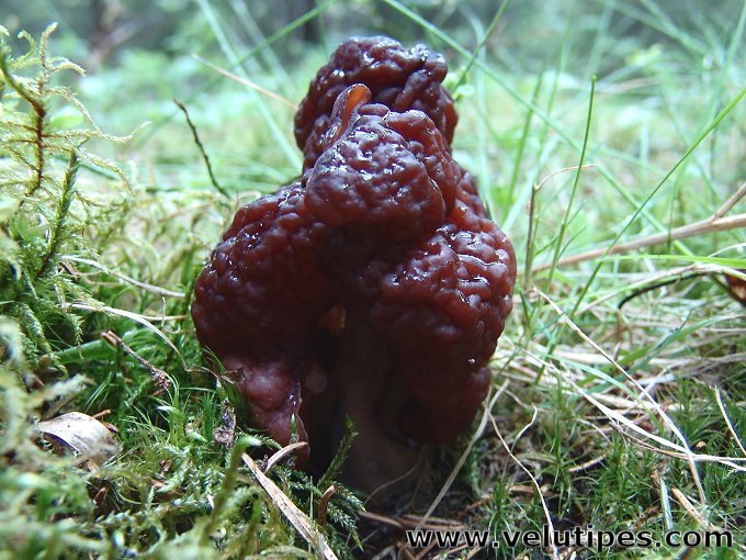 Gyromitra esculenta