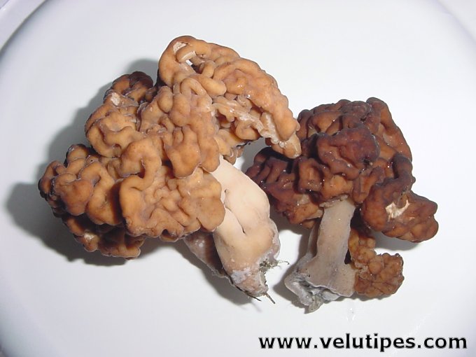 Gyromitra esculenta