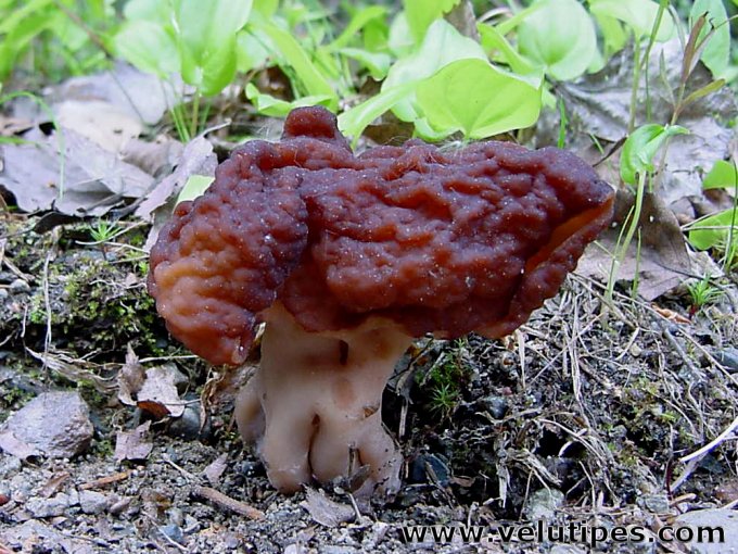 Gyromitra esculenta