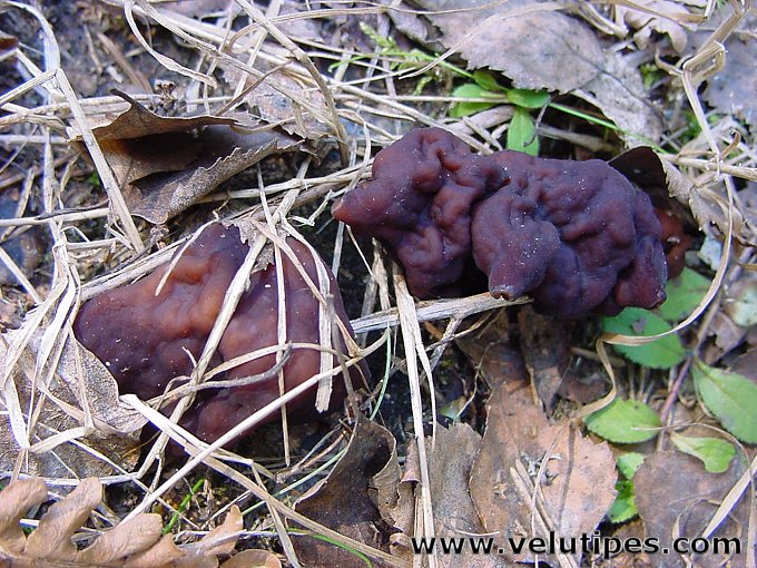 Gyromitra esculenta