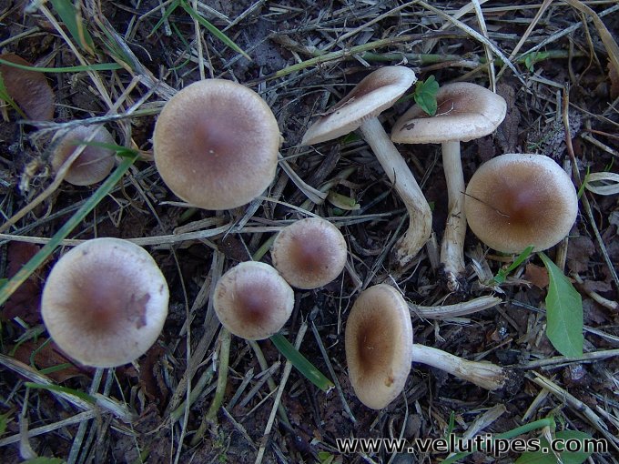 Hebeloma mesophaeum