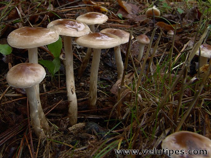 Hebeloma mesophaeum