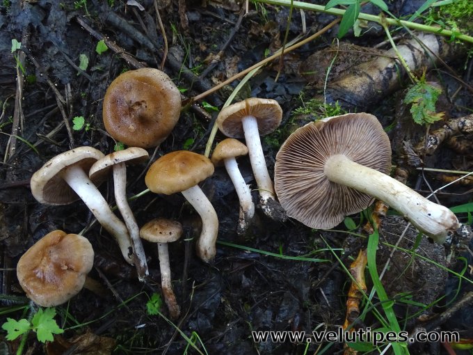 Hebeloma saccharoides