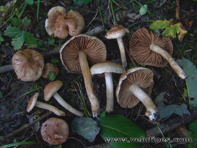 Hebeloma saccharoides