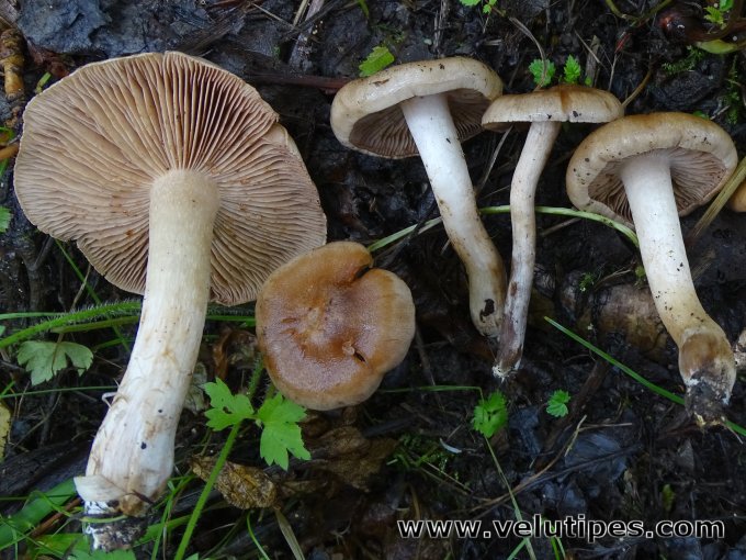 Hebeloma saccharoides