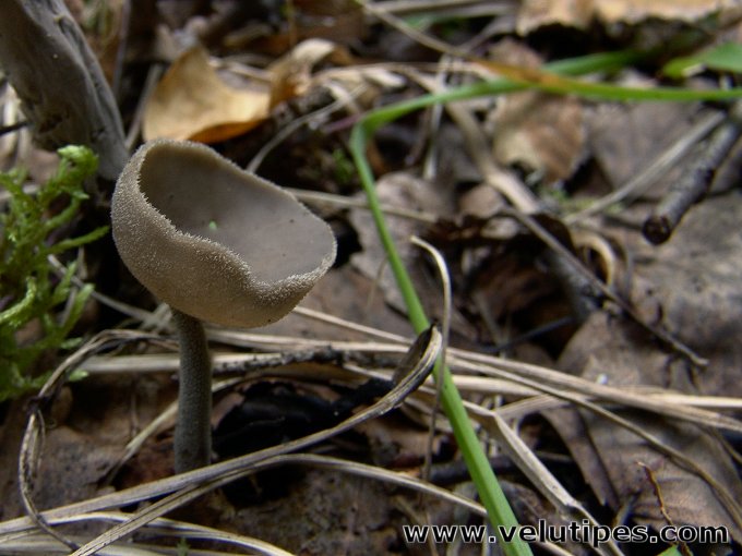 Helvella bulbosa