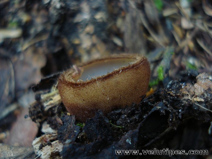 Humaria hemisphaerica