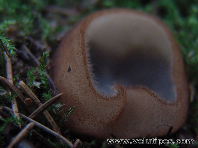 Humaria hemisphaerica