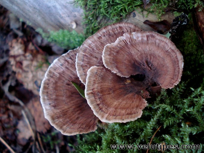 Hydnellum concrescens