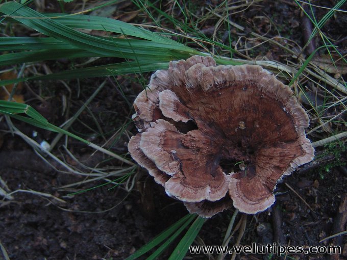 Hydnellum concrescens