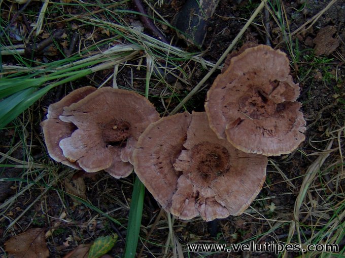 Hydnellum concrescens