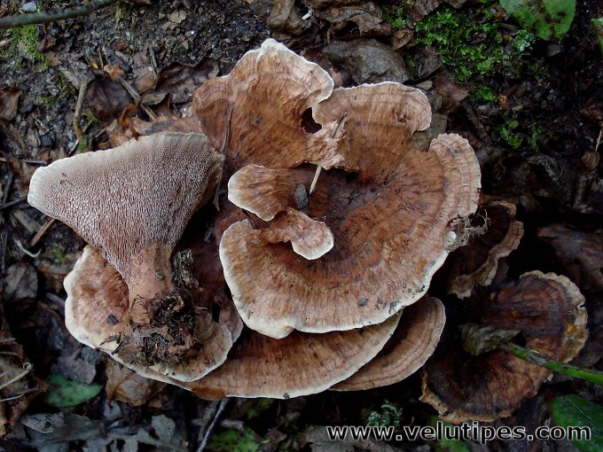 Hydnellum concrescens