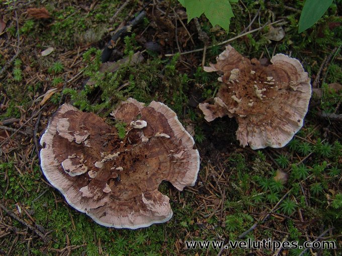 Hydnellum concrescens