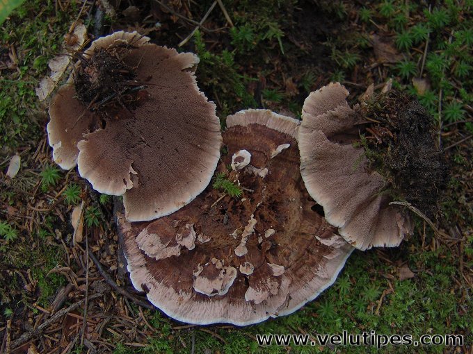 Hydnellum concrescens