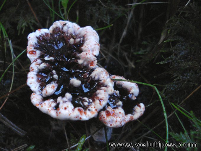 Hydnellum peckii
