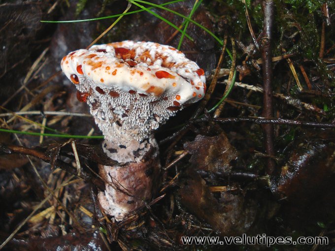 Hydnellum peckii