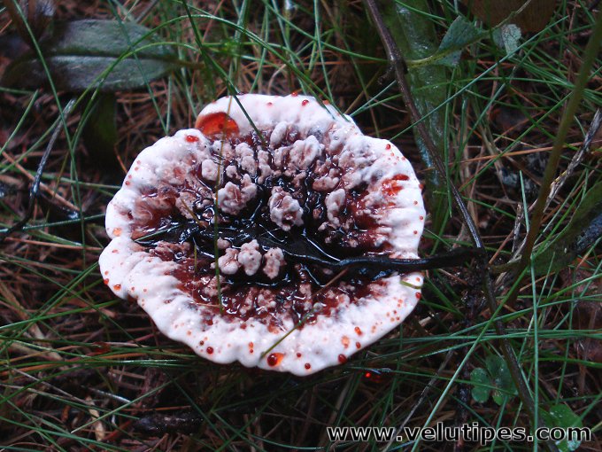 Hydnellum peckii