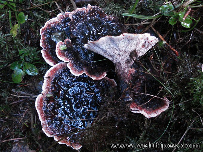 Hydnellum peckii