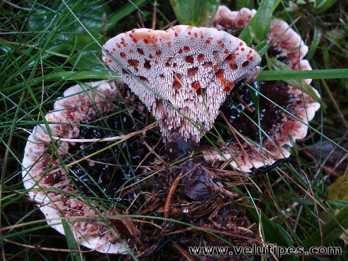 Hydnellum peckii
