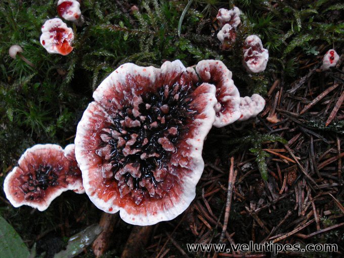 Hydnellum peckii