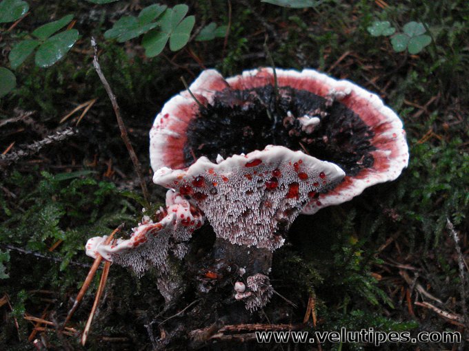 Hydnellum peckii