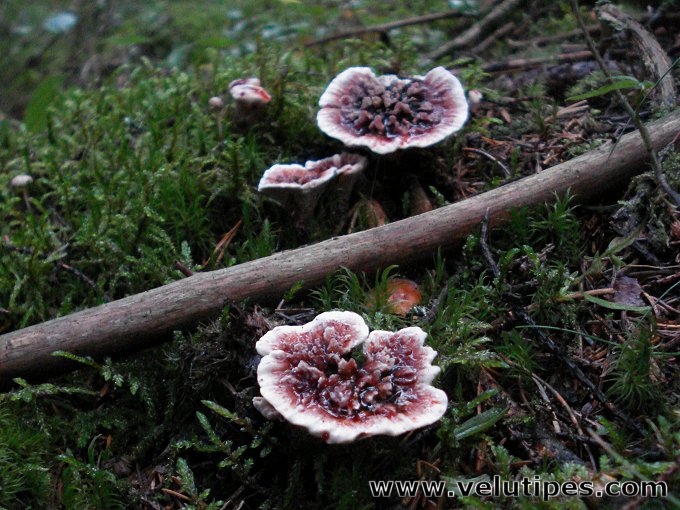 Hydnellum peckii