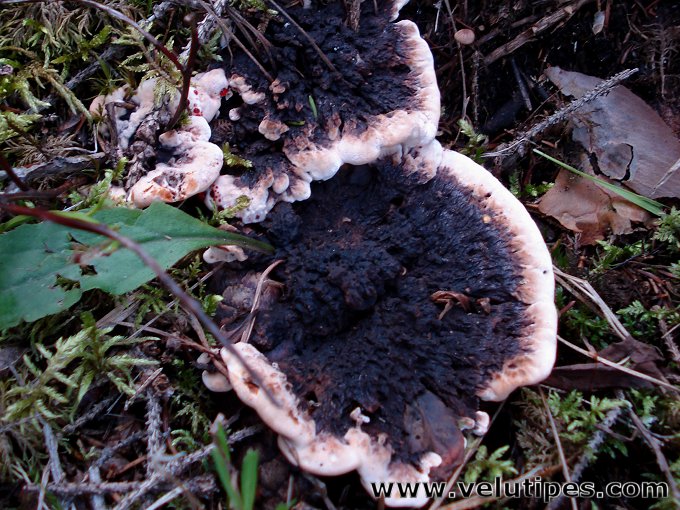 Hydnellum peckii