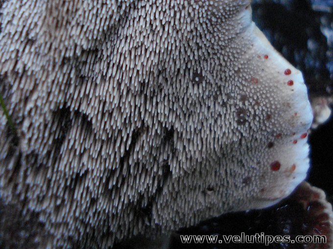 Hydnellum peckii