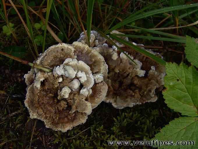 Hydnellum suaveolens